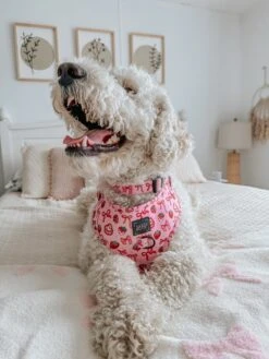 Dog Adjustable Harness - Sweet Treats -Furfinity Cheap Shop GUNNER THESHIHTZU 2 a6059574 ff1b 4952 b505 7d0f49ee9424