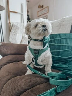 Dog Two Piece Bundle - Nice -Furfinity Cheap Shop GUNNER THESHIHTZU 2 bfbefeb8 b3c0 4334 8331 ab94251fddc9