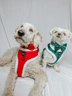 Dog Two Piece Bundle - Naughty -Furfinity Cheap Shop GUNNER THESHIHTZU 6