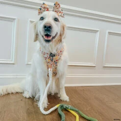 Dog Two Piece Bundle - Disney's Belle -Furfinity Cheap Shop GVL GOLDEN GIRLS 2 3234d3f6 6113 4386 aeec d3a443b1986d