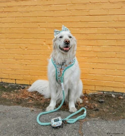 Dog Waste Bag Holder - STAR WARS™ The Child™ -Furfinity Cheap Shop GVL GOLDEN GIRLS 23ee6304 0e95 4efd b0e6 defb6436468f