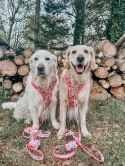 Dog Waste Bag Holder - STAR WARS™ Princess Leia -Furfinity Cheap Shop GVL GOLDEN GIRLS 2 0c4e4de8 4978 468b b3aa 2e710877b084