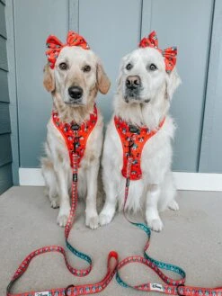 Dog Sailor Bow - Disney Holiday Collection -Furfinity Cheap Shop GVL GOLDEN GIRLS 3 bde33943 e55d 4afb 8d28 dfde1772942d