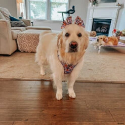 Dog Two Piece Bundle - Disney's Jasmine -Furfinity Cheap Shop GVL GOLDEN GIRLS aea5ed94 4b6b 4468 ba1a 2f0c5e2bfc72