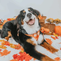 Dog Four Piece Bundle - Spiced Harvest -Furfinity Cheap Shop Gideon Fall 72f21cfd 736c 44c7 93af 5a61ea90be02