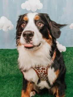 Dog Adjustable Harness - Chocolate Milk -Furfinity Cheap Shop Gideon0 Milk 5 85689309 ef59 4498 8c28 61f7af8a4a8d