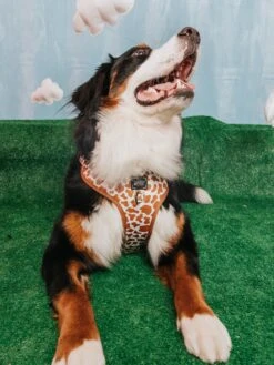 Dog Four Piece Bundle - Chocolate Milk -Furfinity Cheap Shop Gideon0 Milk 7