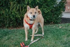 Dog Four Piece Bundle - Lucky Dragon 16 Dog Four Piece Bundle - Lucky Dragon -Furfinity Cheap Shop HACHI HIBACHI 2 ba309b01 9641 4f6e 9563 c0fa8b64ea58