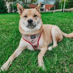 Dog Two Piece Bundle - Harry Potter™ Marauder's Map™ 32 Dog Two Piece Bundle - Harry Potter™ Marauder's Map™ -Furfinity Cheap Shop HACHI HIBACHI 847e7bcc 5b45 40ba ac2d b1e83c6780c4