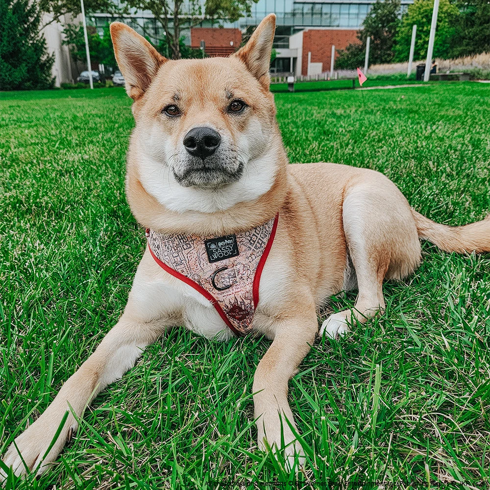 Dog Two Piece Bundle - Harry Potter™ Marauder's Map™ 13 Dog Two Piece Bundle - Harry Potter™ Marauder's Map™ - Image 11