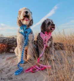 Dog Two Piece Bundle - KEN™ -Furfinity Cheap Shop HARLEYANDREMI THEAUSSIEDOODS 2