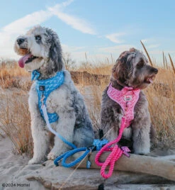 Dog Rope Leash - KEN™ -Furfinity Cheap Shop HARLEYANDREMI THEAUSSIEDOODS