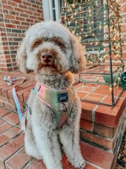 Dog Adjustable Harness - The Night Life -Furfinity Cheap Shop HARPERTHECHOCOLATEDOODLE 1 9c77d1c9 3fc8 4b24 bde2 18b1eab52601