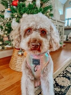 Dog Adjustable Harness - The Night Life -Furfinity Cheap Shop HARPERTHECHOCOLATEDOODLE 2