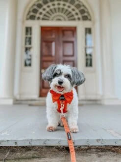 Dog Leash - Foxy -Furfinity Cheap Shop HAVANESEMORNING