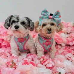 Dog Sailor Bow - Polly Pocket™ -Furfinity Cheap Shop HAVANESEMORNING 3 617b7493 ddc5 4206 8030 aaef3e14bc20