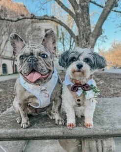 Dog Adjustable Harness - Best Pup -Furfinity Cheap Shop HAVANESEMORNING 1 5a0a2a2e b167 44a0 a7d6 d67147b70161