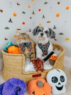 Dog Two Piece Bundle - Neon Frights -Furfinity Cheap Shop HAVANESEMORNING 1 f09cebd6 cc11 4395 84d5 a327267de34e