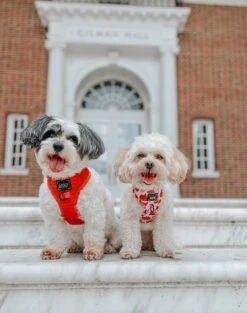 Dog Adjustable Harness - Foxy -Furfinity Cheap Shop HAVANESEMORNING 2 2195928e e978 42e0 97f9 e72d7299867f