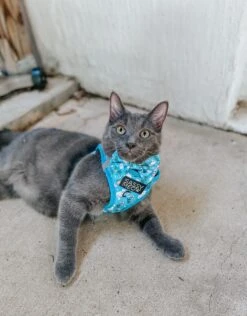 Cat Step-In Harness - Purrs & Petals -Furfinity Cheap Shop HAVANESEMORNING 2 30015037 b852 48cc b2df e84b5dd3d7c0