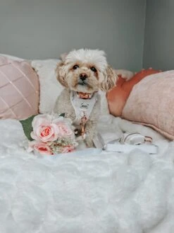 Dog Adjustable Harness - Pup Of Honor -Furfinity Cheap Shop HAVANESEMORNING 2 52443aa9 4fba 49ec aa61 7e7fb978f480