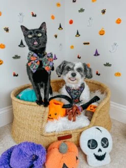 Dog Four Piece Bundle - Neon Frights -Furfinity Cheap Shop HAVANESEMORNING 2 e7edc0a1 5aae 42a3 8596 8818d3bf4fd2