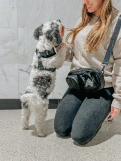 Dog Parent Bag - Strap Only -Furfinity Cheap Shop HAVANESEMORNING 3 7d1765b2 0b3a 4627 b3b4 0a59c9803c7e