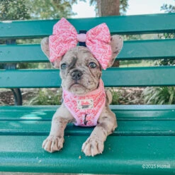 Dog Sailor Bow - BARBIE™ Malibu -Furfinity Cheap Shop HAVANESEMORNING 4 48bf25f0 c15d 4e0f ae20 07b2455f0b0f