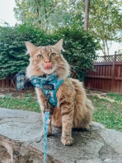 Cat Bowtie - Purrs & Petals -Furfinity Cheap Shop HAVANESEMORNING 4 a84bc2b0 5c62 4d62 b28e 6661180ebfde