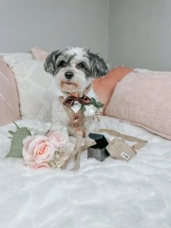 Dog Four Piece Bundle - Best Pup 23 Dog Four Piece Bundle - Best Pup -Furfinity Cheap Shop HAVANESEMORNING 4 fb3d03c7 c134 4bf4 9087 24566b846c77