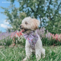 Dog Sailor Bow - BARBIE™ Closet Goals -Furfinity Cheap Shop HAVENESEMORNING 2 7710c4b9 373d 4f67 92a3 c199b0f47d12