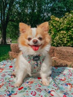 Dog Two Piece Bundle - Disney's Snow White -Furfinity Cheap Shop HE A MODEL 3 85910ff5 3493 4e28 b7ae 011fd2aab765