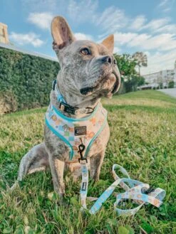 Dog Four Piece Bundle - Mush Love -Furfinity Cheap Shop HIPPOTHEFRENCHPIT 551d695d 34fd 4973 930f 73786c694f68