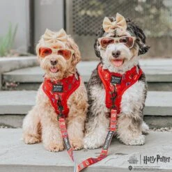 Dog Two Piece Bundle -Harry Potter™ -Furfinity Cheap Shop HPMODEL2 3df6648d 9ff1 4c2c 80de 9fbed4ebd675