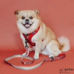 Dog Two Piece Bundle -Harry Potter™ -Furfinity Cheap Shop HPMODEL57 43b83cfb 537d 41c0 9eff e4135171e6c9