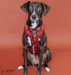 Dog Two Piece Bundle -Harry Potter™ -Furfinity Cheap Shop HPMODEL58 ede2b460 6a1f 4902 9f1d db99f8434664