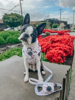 Dog Waste Bag Holder - Bold Boston Terriers -Furfinity Cheap Shop HUGO N FRIENDS 2 3c278fc6 95ba 4a2f bc11 c82d0e3e5f1c