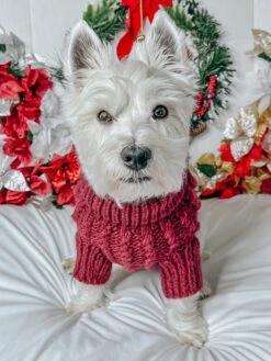 Dog Cable Knit Sweater - Red -Furfinity Cheap Shop Holiday22 Howlsmovingwestie 4