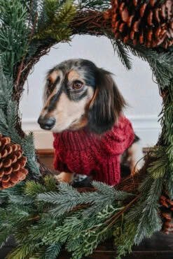 Dog Cable Knit Sweater - Red -Furfinity Cheap Shop Holiday22 theminitatertot 04