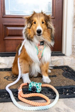 Dog Rope Leash - Honeydew -Furfinity Cheap Shop Honeydew2