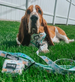 Dog Four Piece Bundle - STAR WARS™ The Child™ -Furfinity Cheap Shop IMCHUCKBASSET