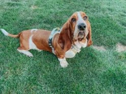 Dog Two Piece Bundle - Sunflower Dreams -Furfinity Cheap Shop IMCHUCKBASSET 2