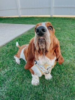 Dog Four Piece Bundle - Sunflower Dreams -Furfinity Cheap Shop IMCHUCKBASSET 3