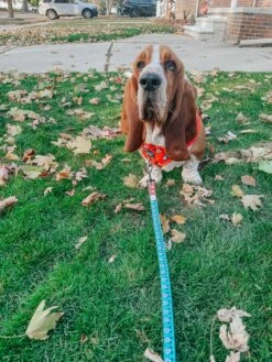 Dog Two Piece Bundle -Disney Holiday Collection -Furfinity Cheap Shop IMCHUCKBASSET 3 a4554583 873b 46a6 ab5d 3de5fabcf3f3