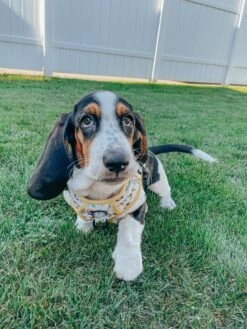 Dog Four Piece Bundle - Sunflower Dreams -Furfinity Cheap Shop IMCHUCKBASSET 4 a0a096ea 7399 4f7e 8d18 04baa50aa0a3