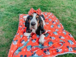 Dog Sailor Bow - Disney Holiday Collection -Furfinity Cheap Shop IMCHUCKBASSET 6 08edbc5f 7f44 4cb7 94c4 b0b1ffb17973