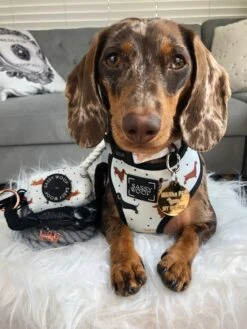 Dog Rope Leash - Ombre Black -Furfinity Cheap Shop IMG 6956