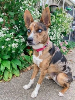 Dog Collar - Merlot -Furfinity Cheap Shop IMG 7503