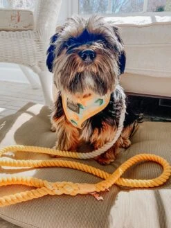 Dog Rope Leash - Lemon Drop -Furfinity Cheap Shop IMG 8204 1