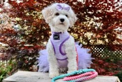 Dog Rope Leash - Unicorn -Furfinity Cheap Shop IMG 8966